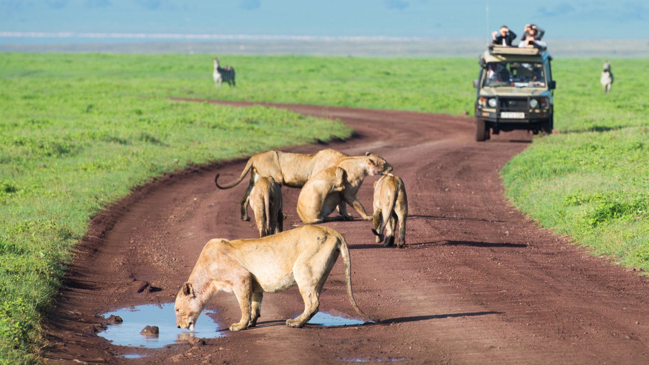 The Best Time to Visit Tanzania for a Safari