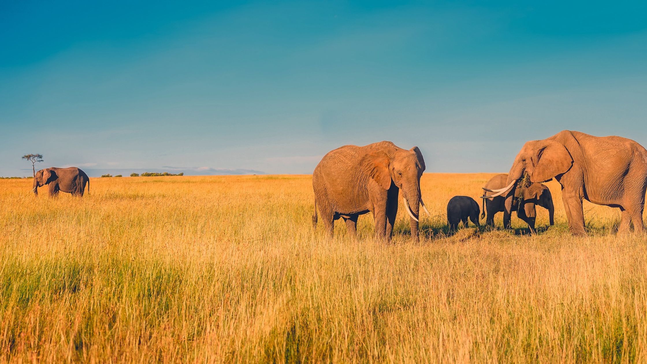 Ethical Elephant Interactions
