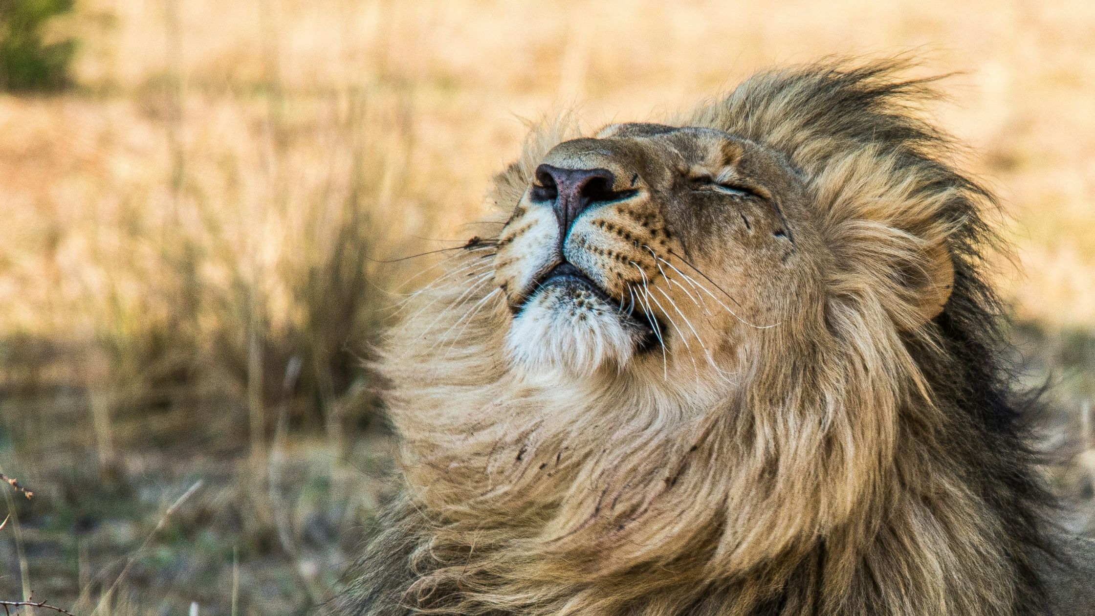 Big Five Guide: African Lion