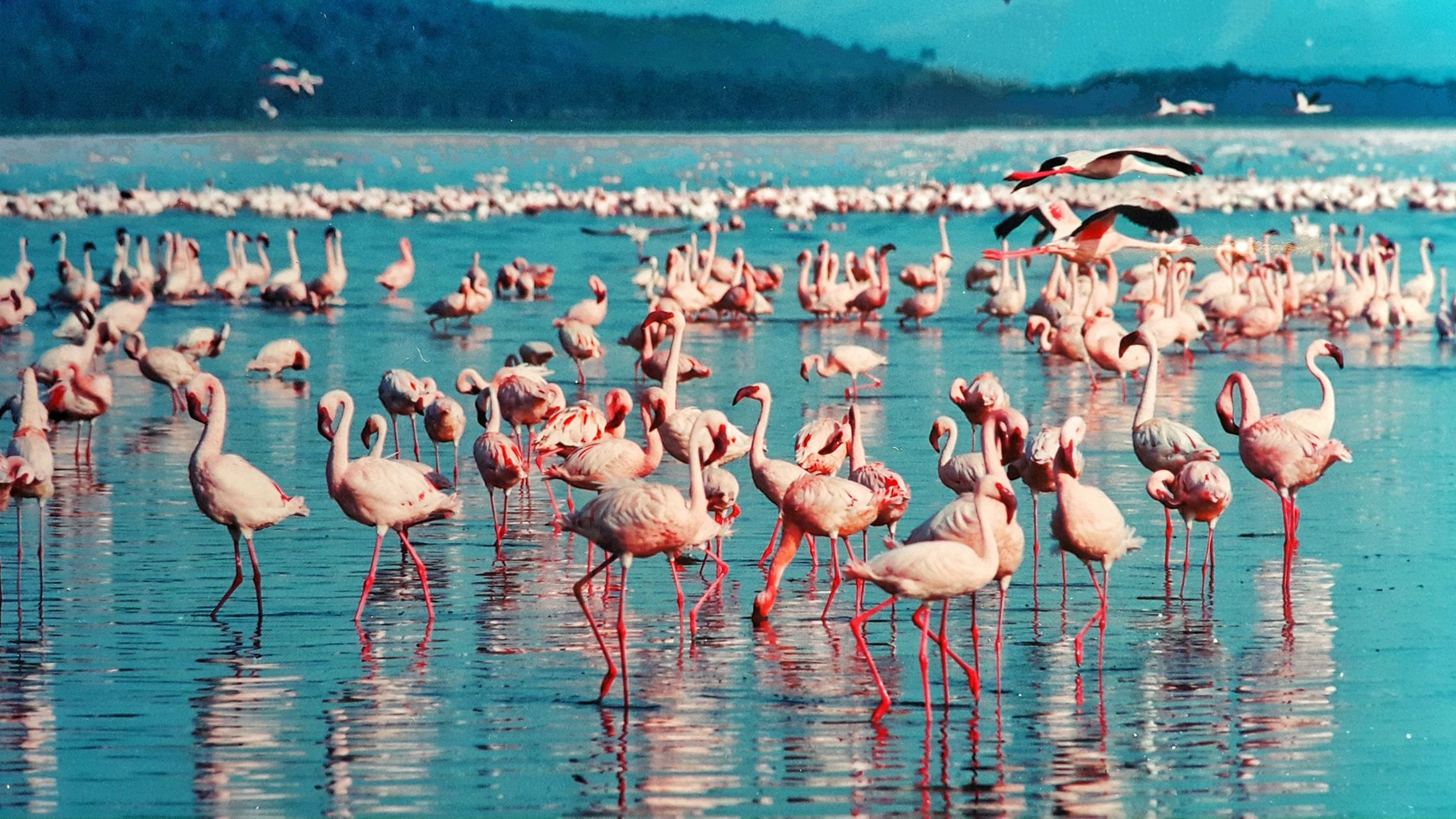 Top Spots for Birdwatching