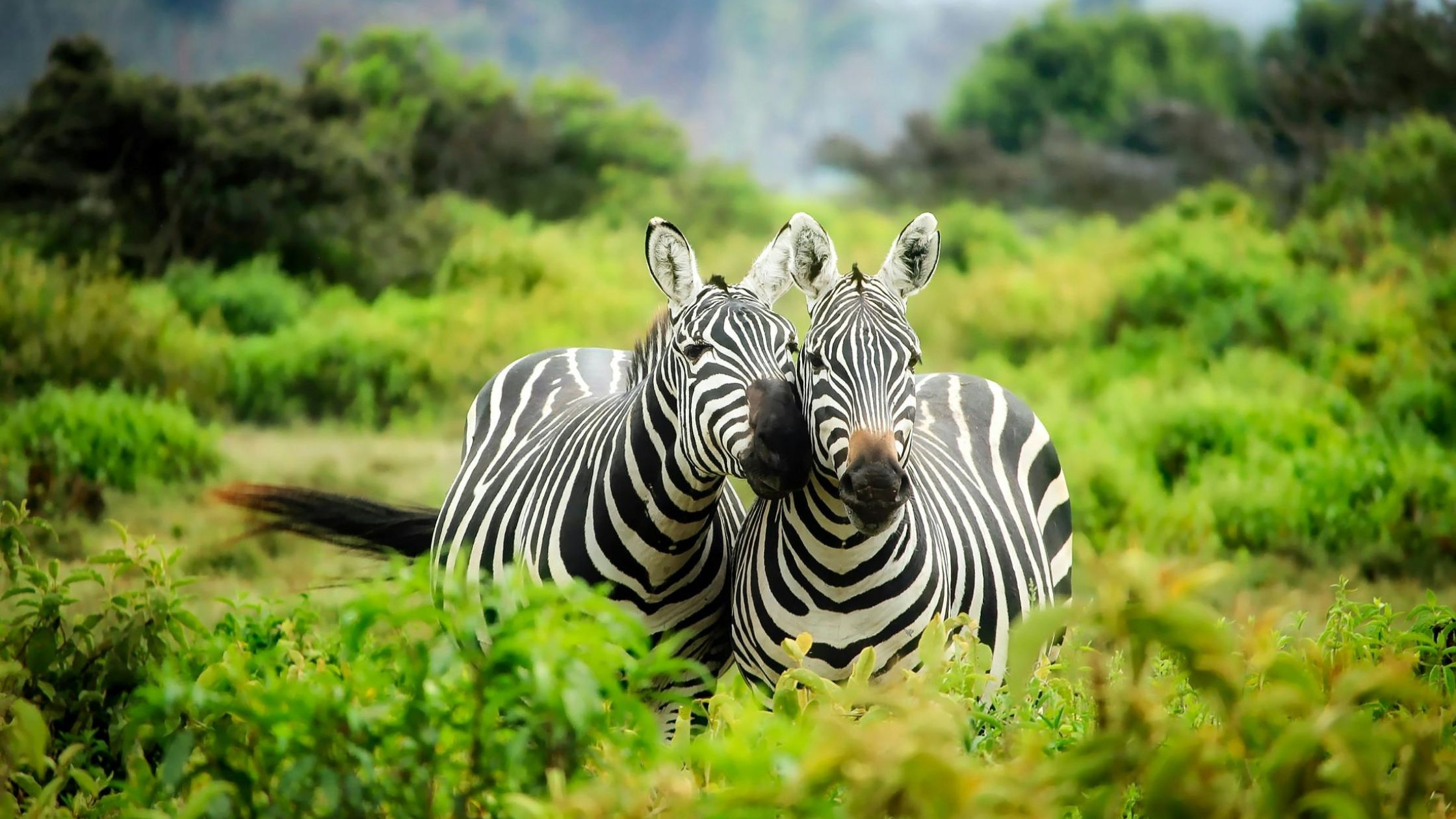 Your First African Safari