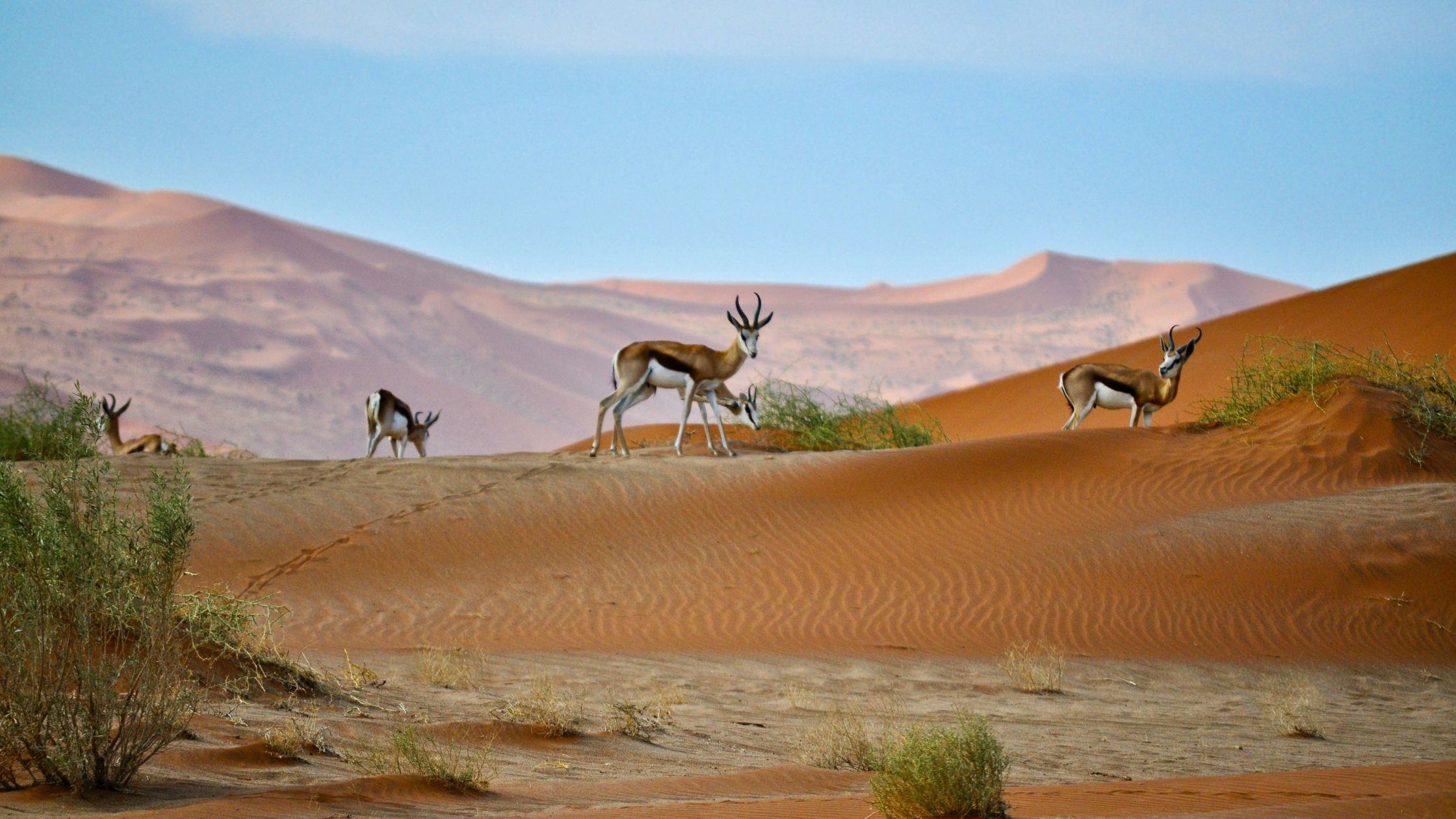 Desert Safaris in Namibia
