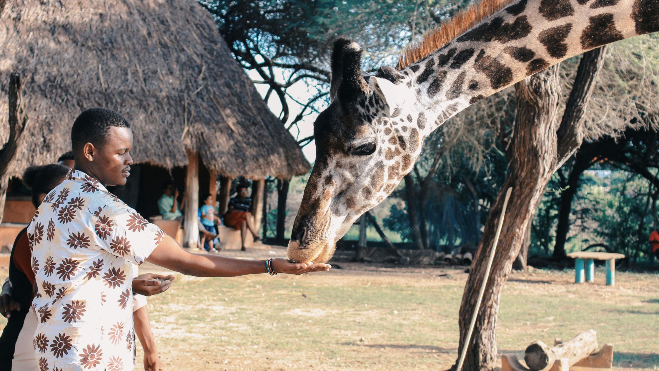 Solo Safari in Africa
