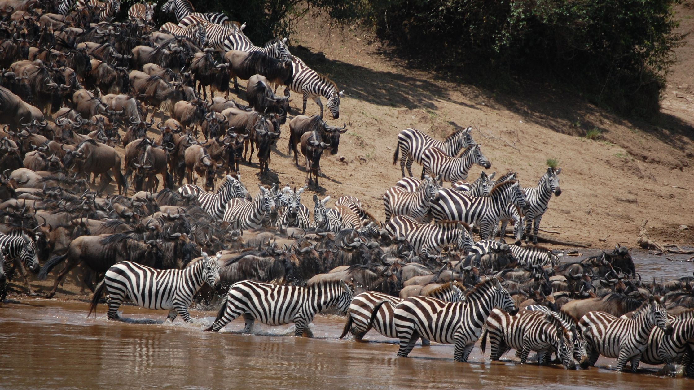 Witness the Great Migration