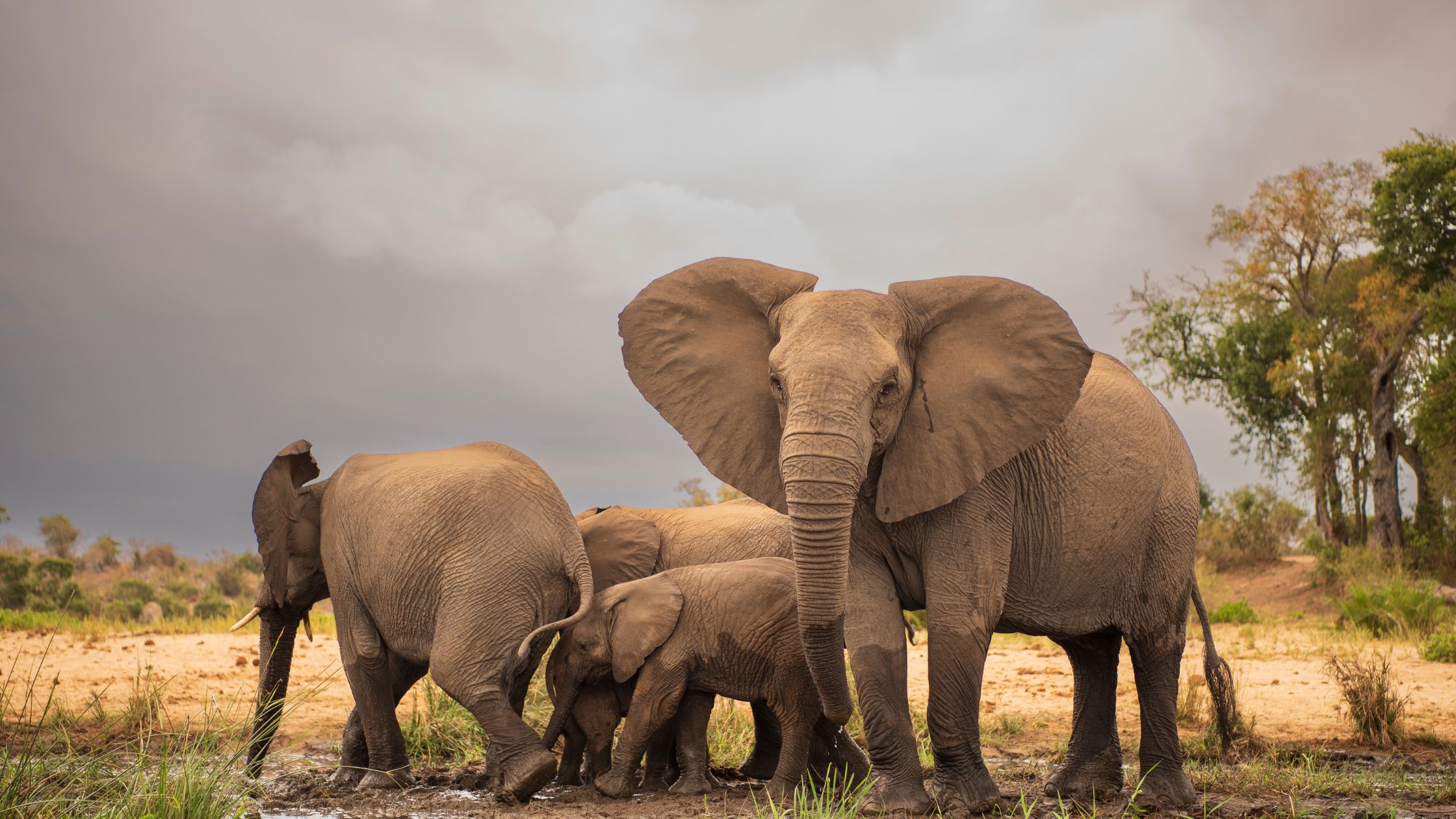best time for Kruger safaris