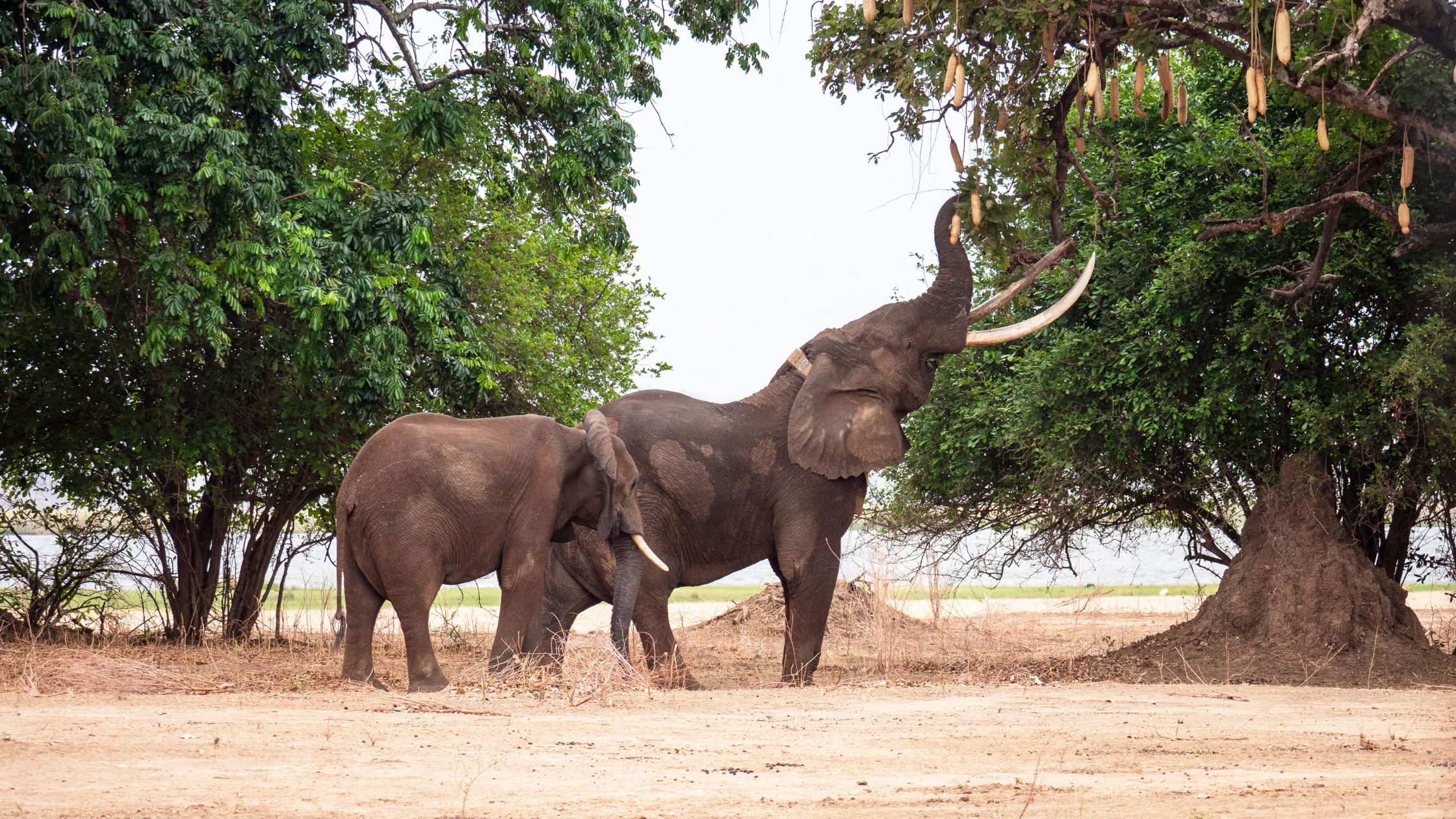 Explore Zimbabwe