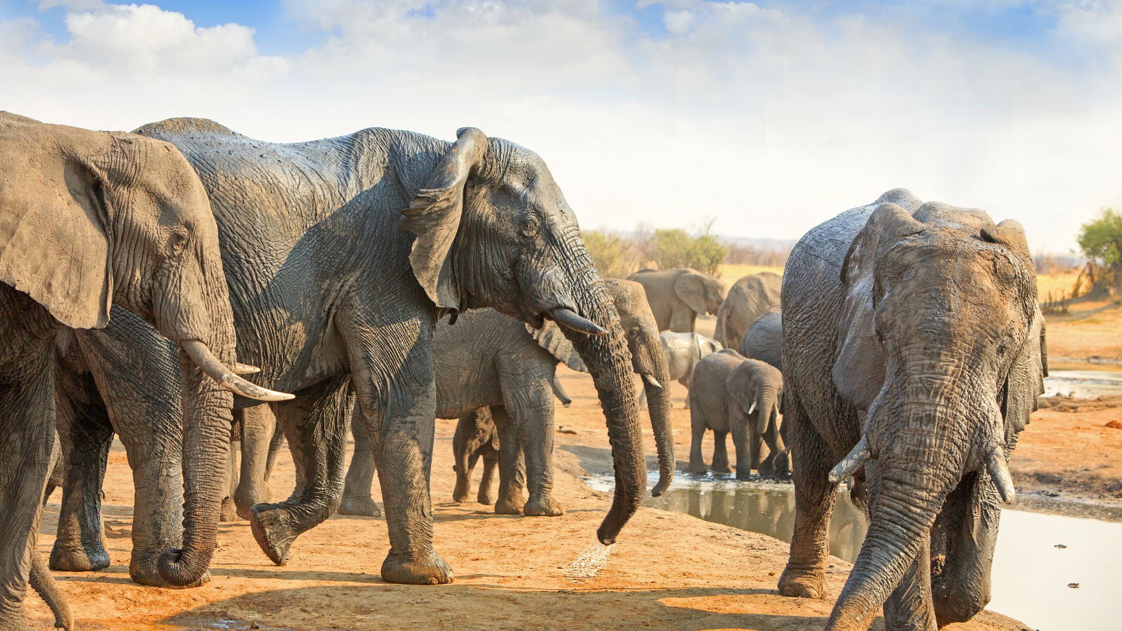 Hwange National Park