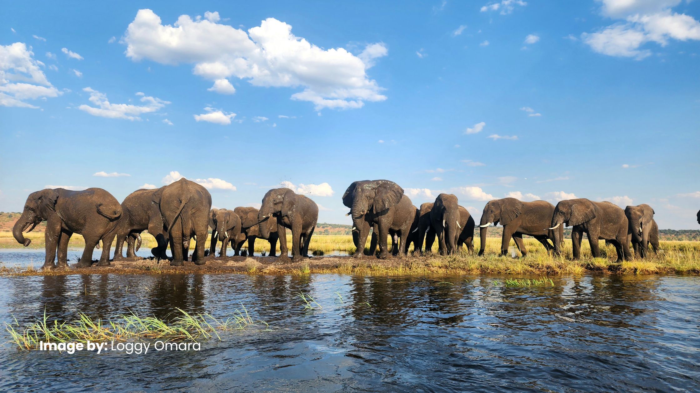 Elephants of Chobe National Park