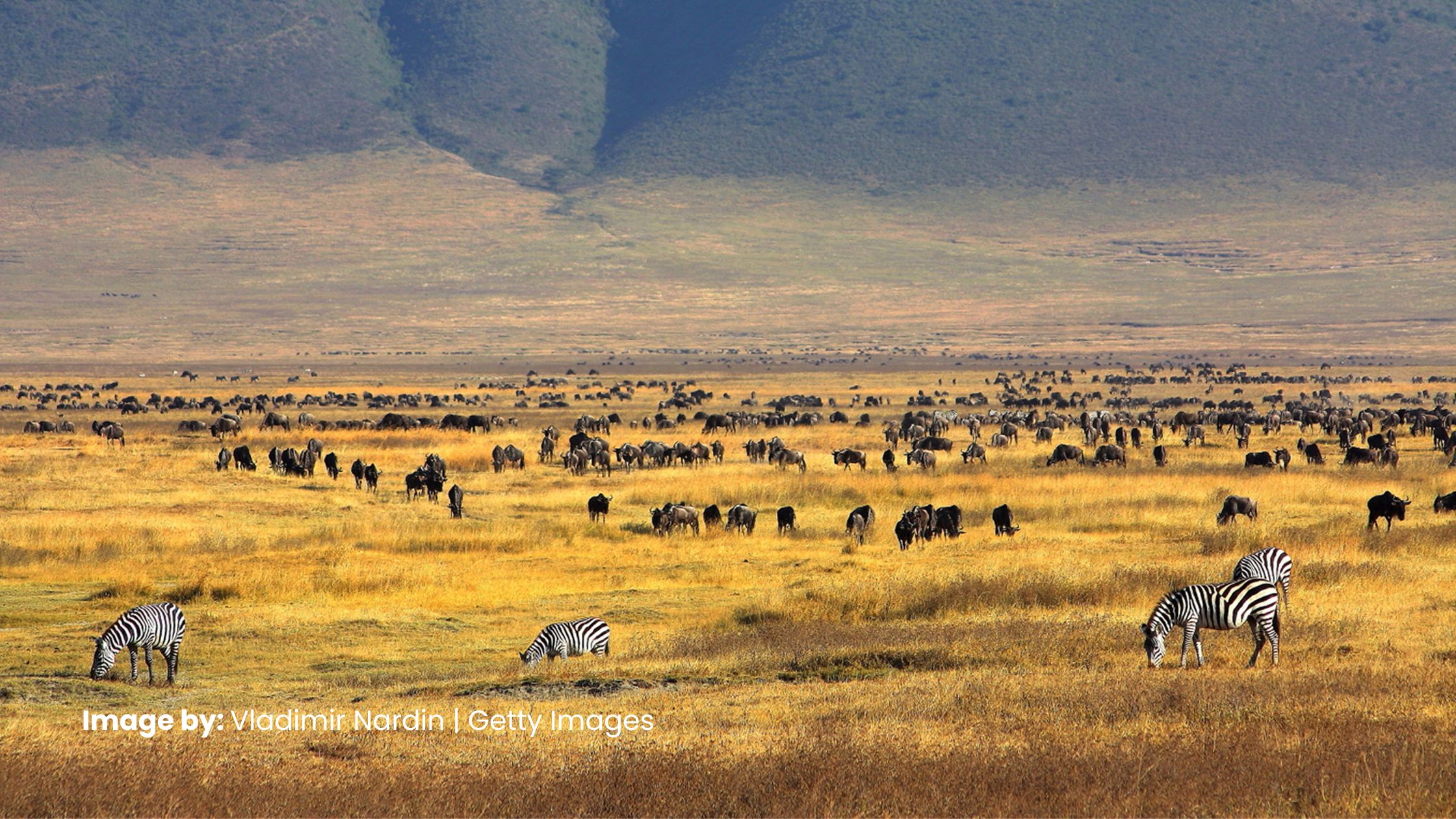 Visit Ngorongoro Crater