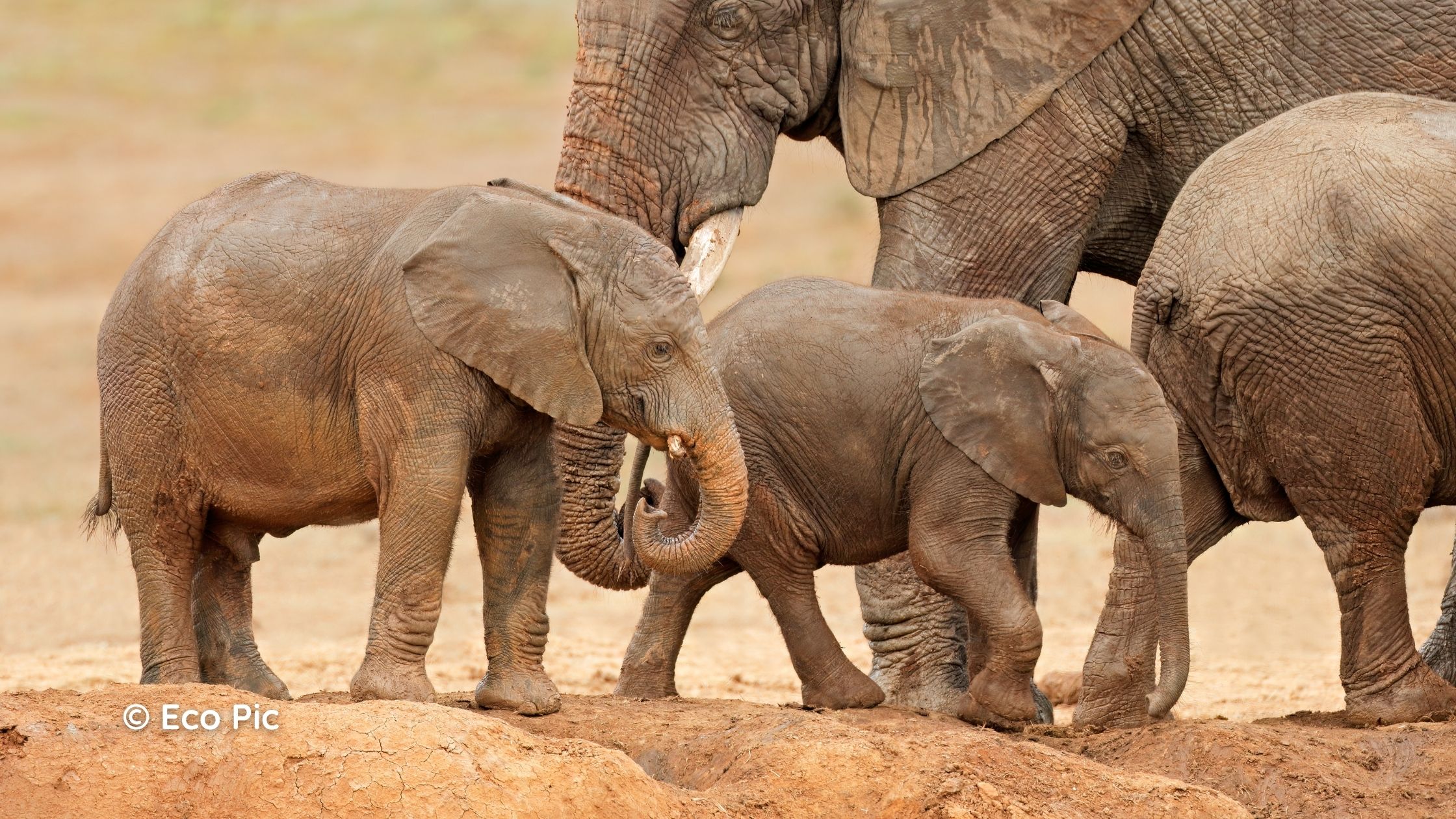 South African Safari Tours