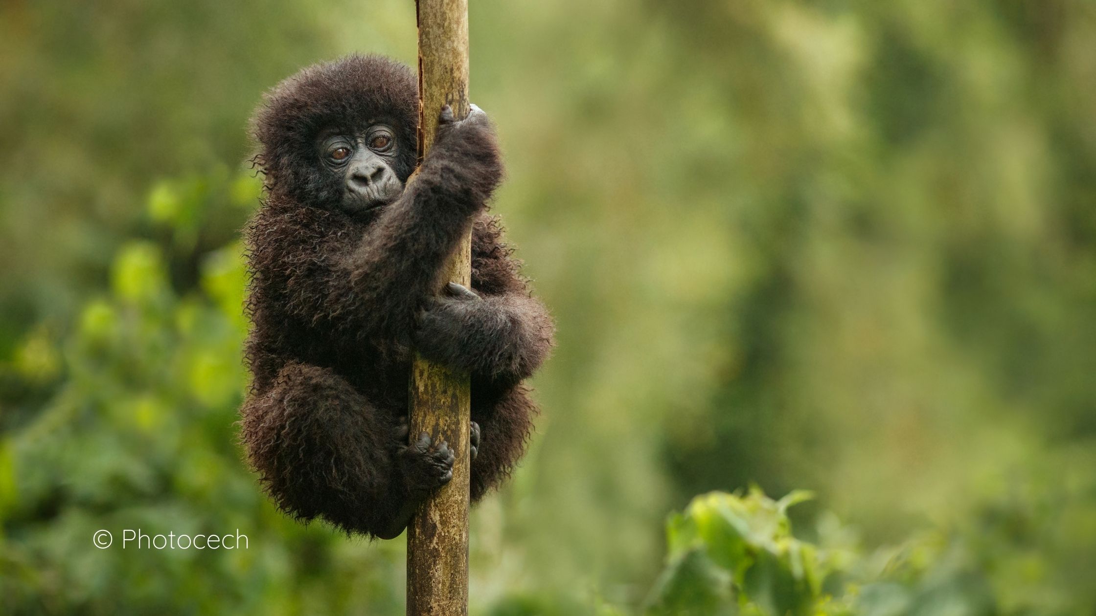 Why Visit Rwanda