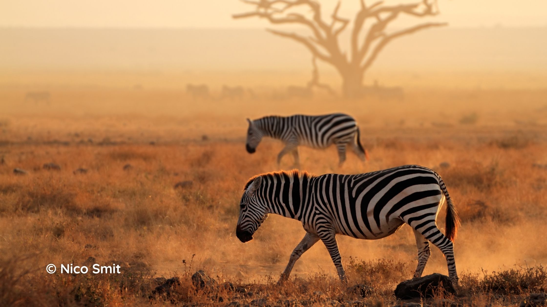 Travel to Africa