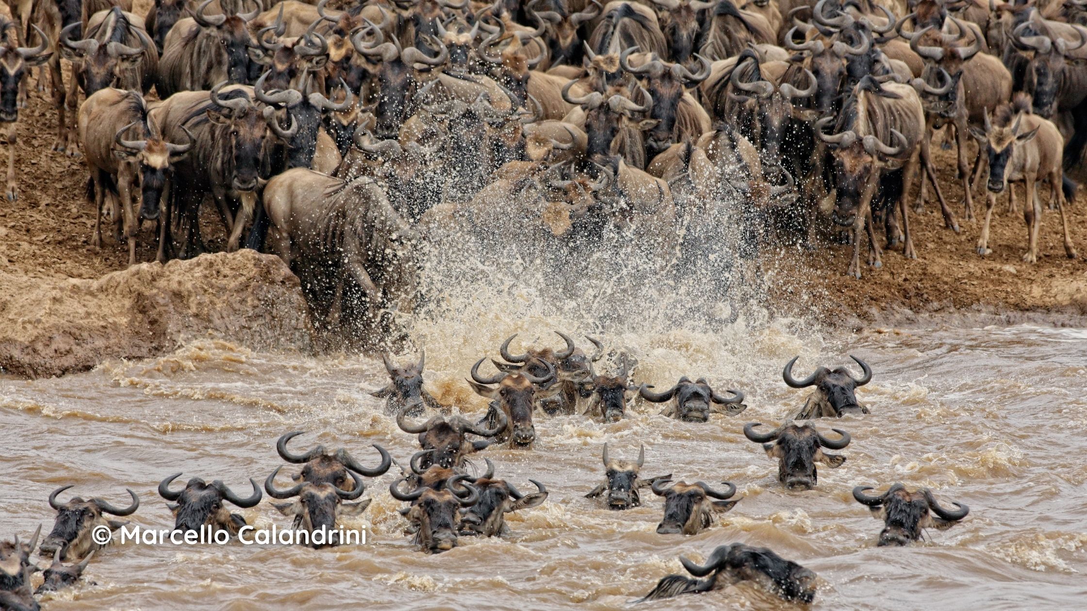 Botswana vs Kenya: Great Migration