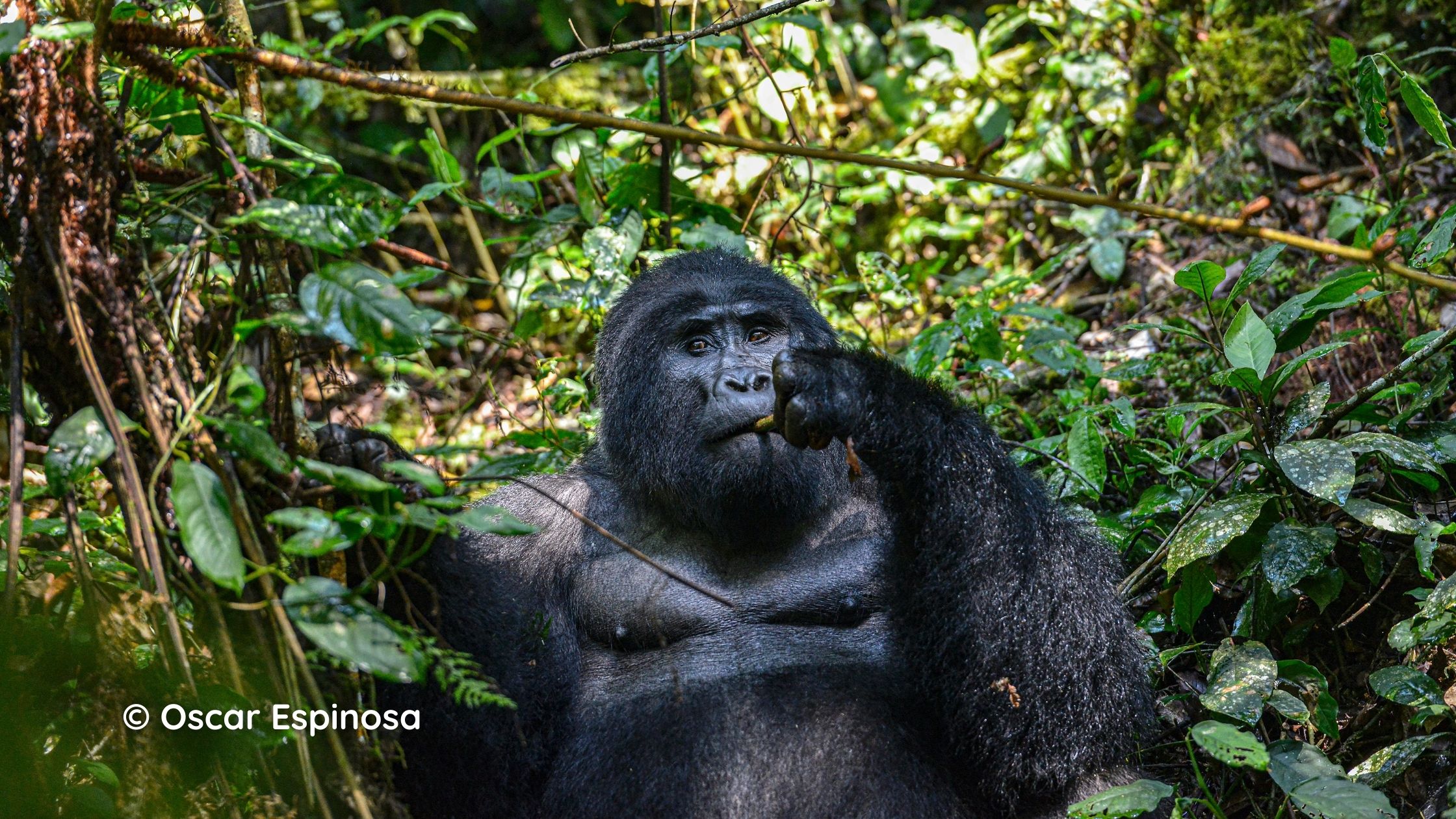 Tracking Gorillas in Uganda