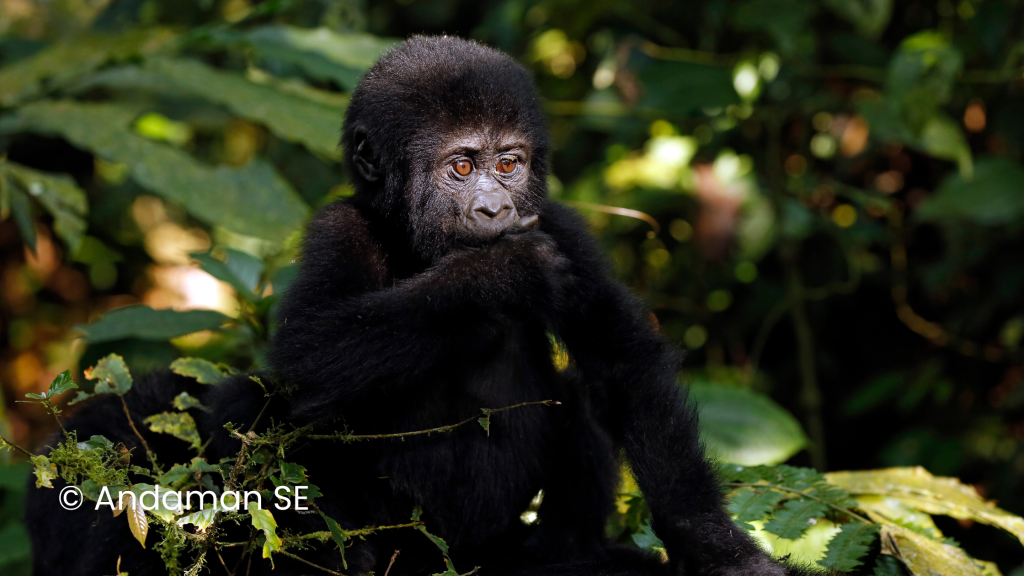 Gorilla Permit Uganda 2026